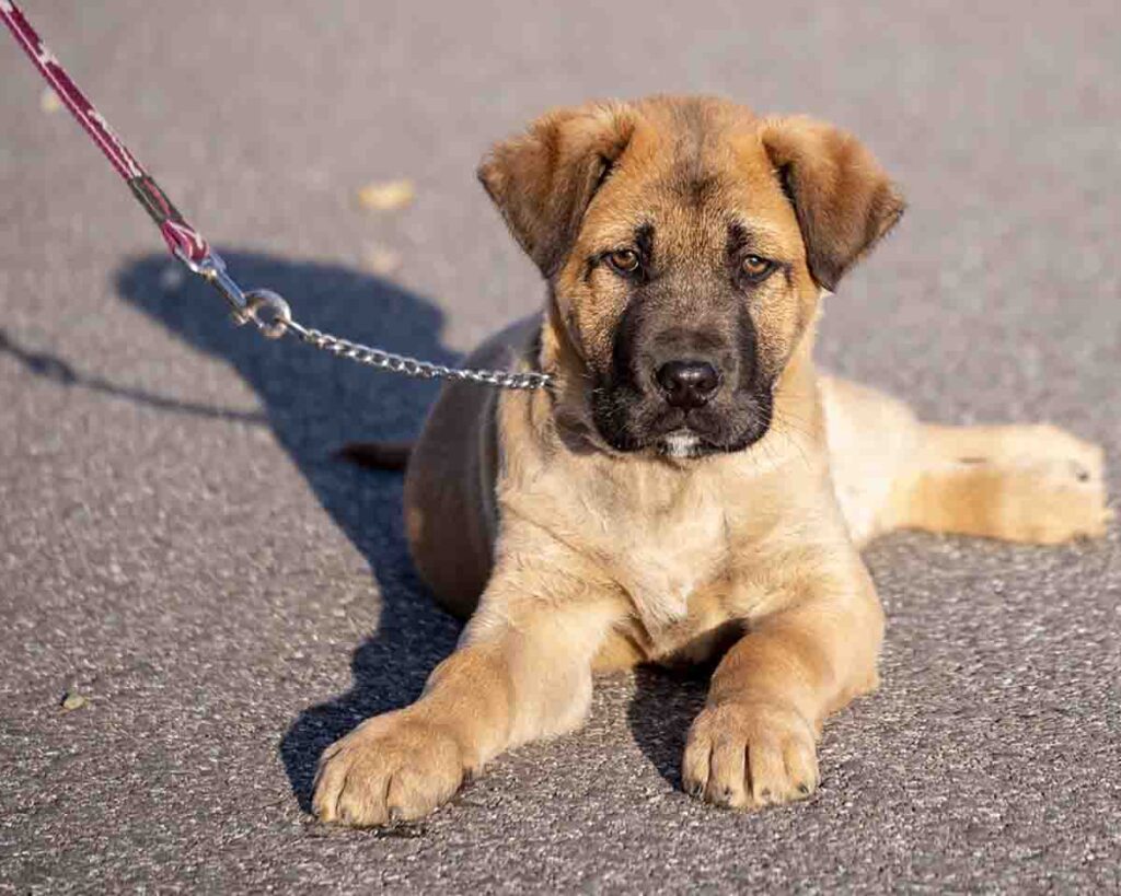 Cane Corso