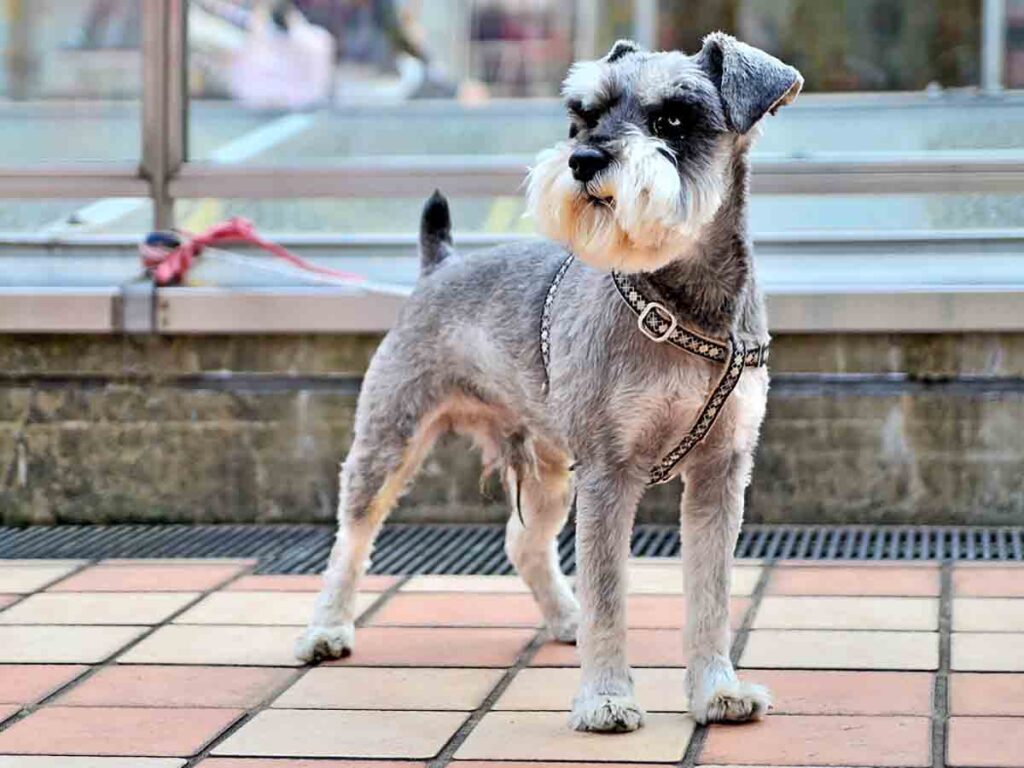 Miniature Schnauzers