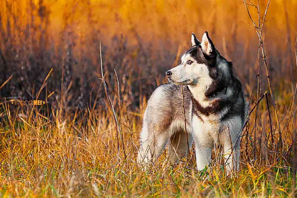 Siberian Husk