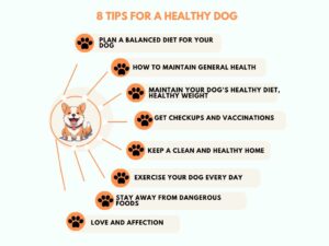 Healthy Dog