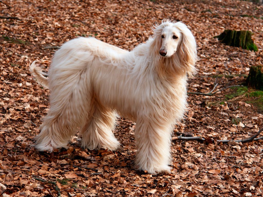 Afghan Hound