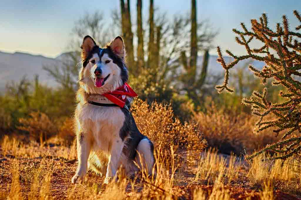 Alaskan Malamute