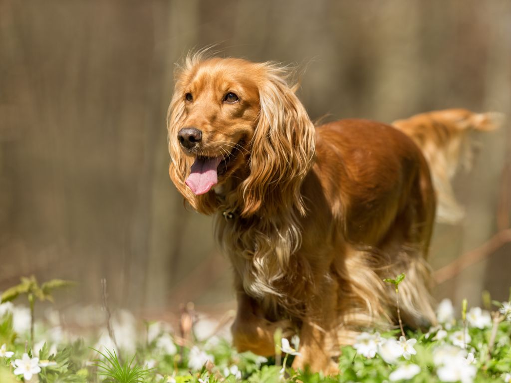 American Cocker Spaniel