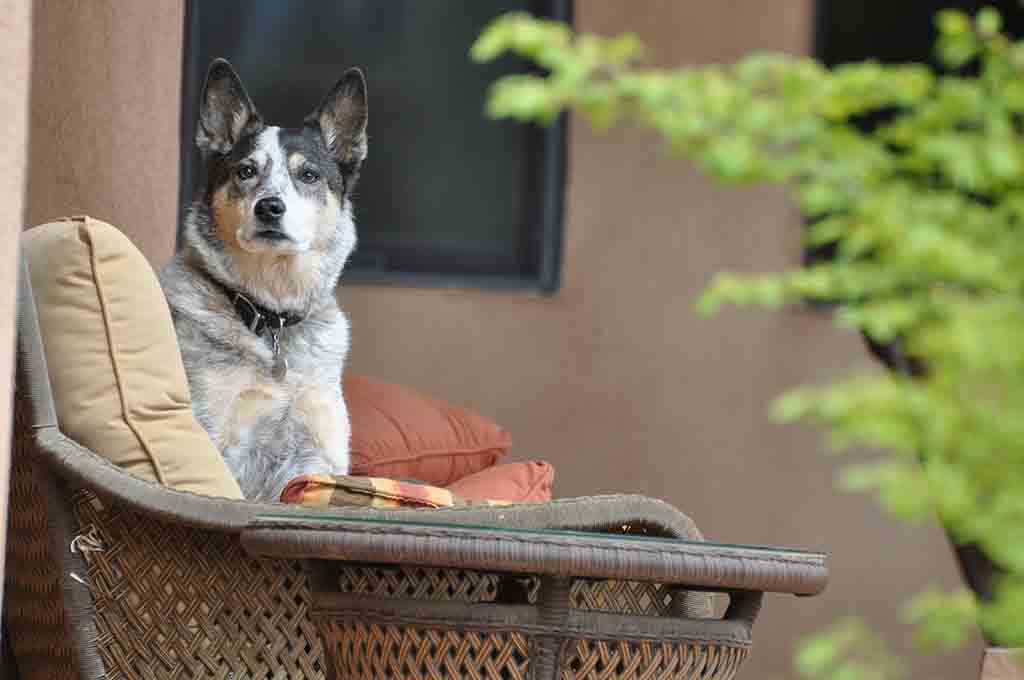 Australian Cattle dog