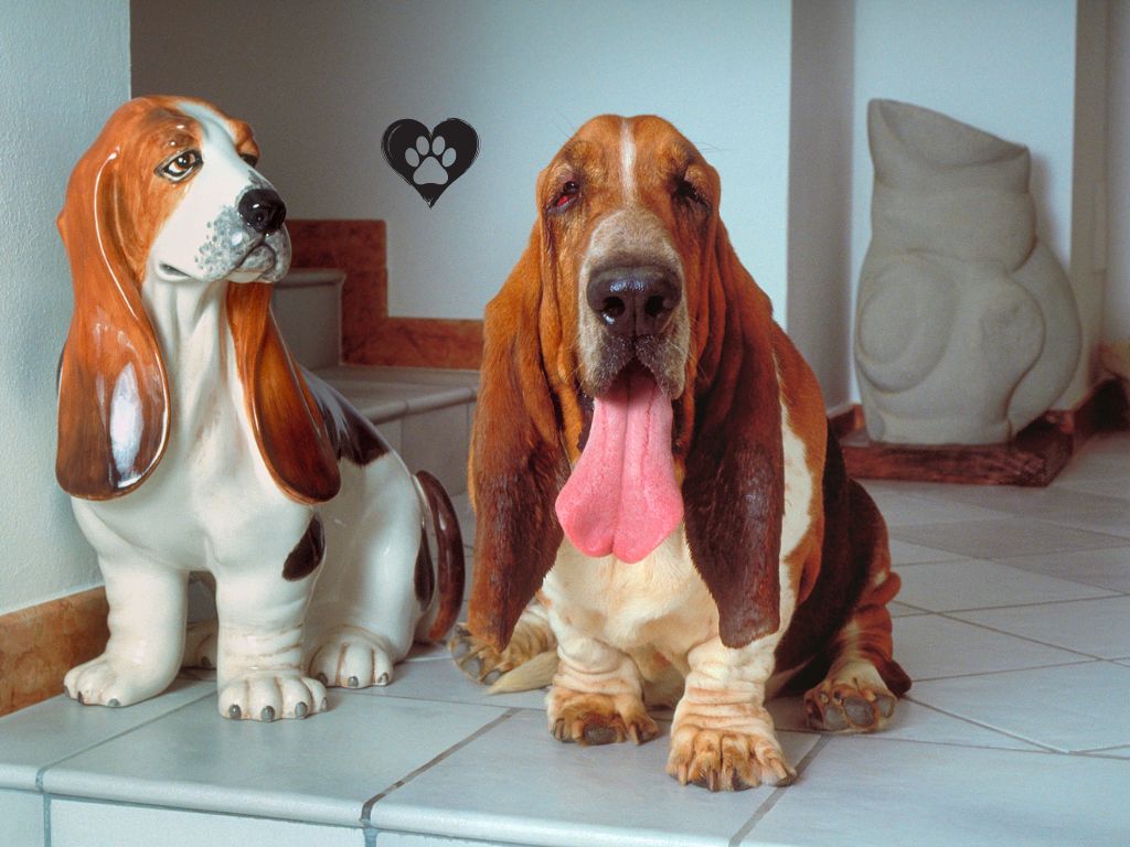 Basset Hound