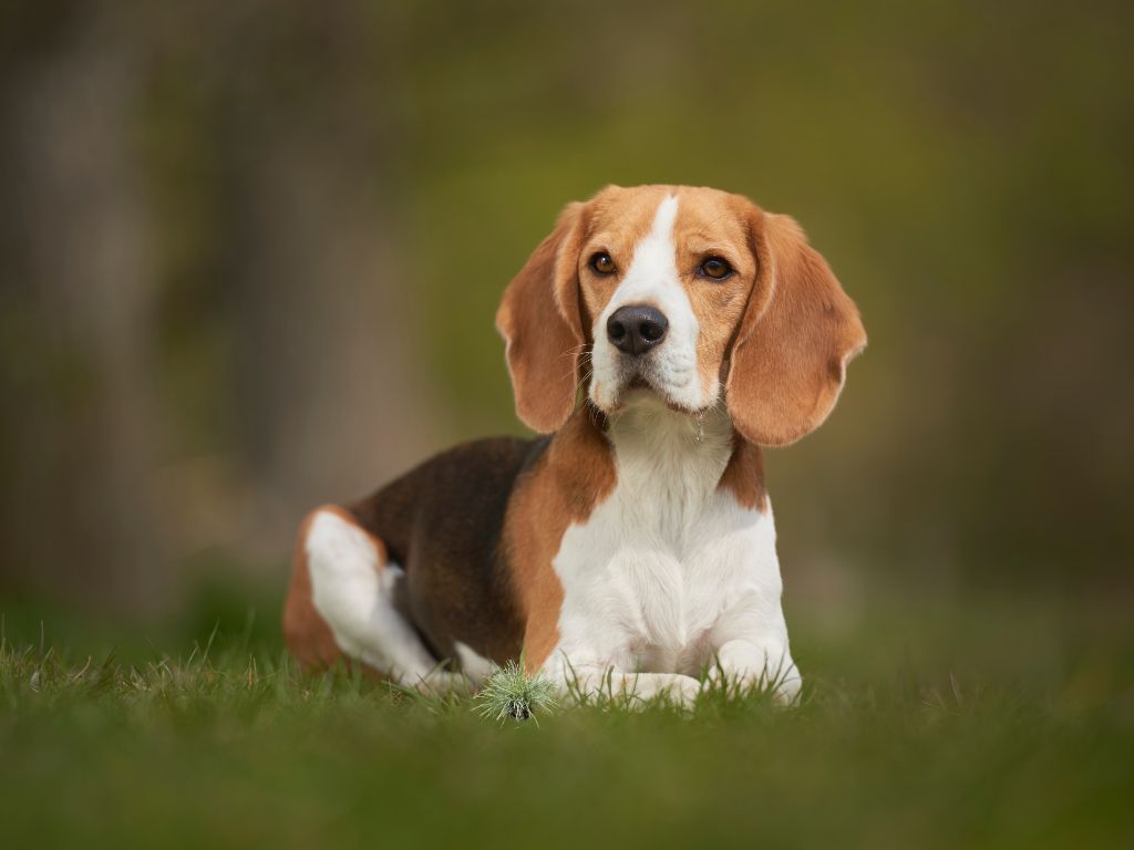 Beagle