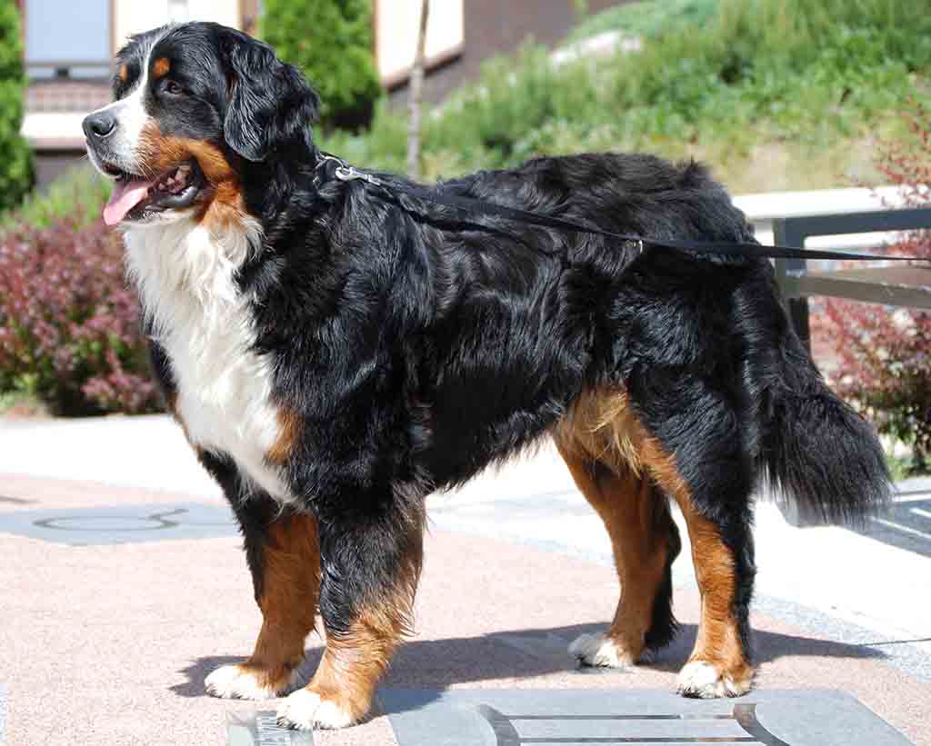 Bernese Mountain