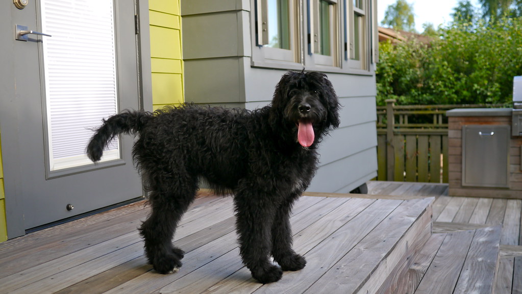 Black Russian Terrier