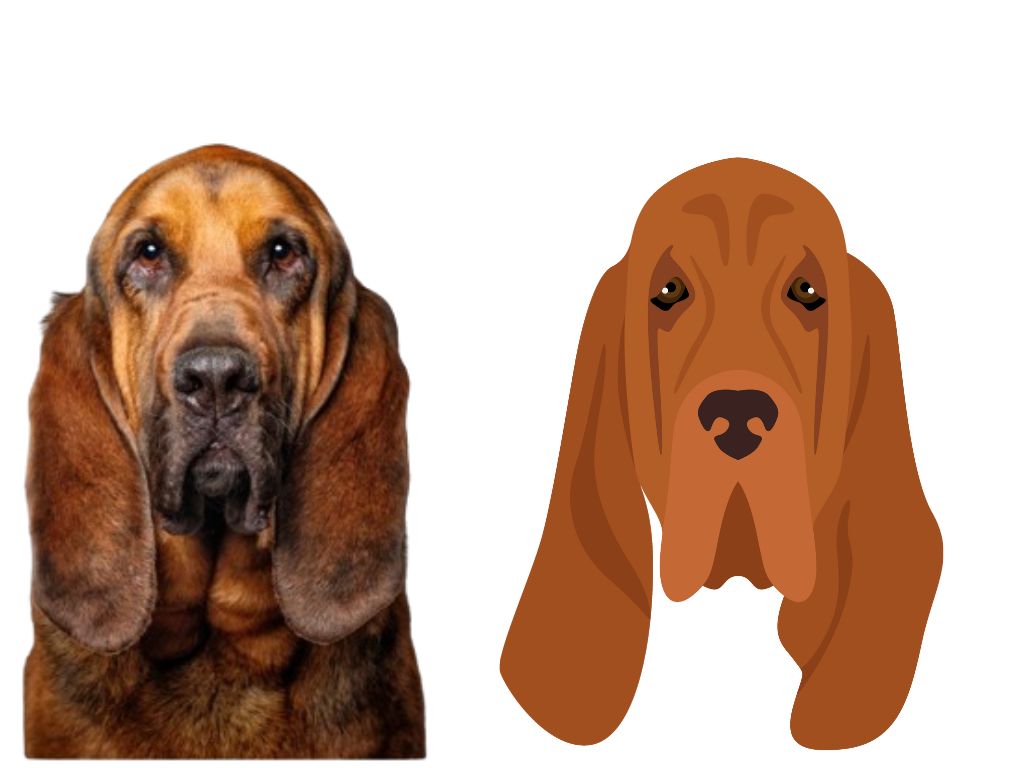 Bloodhound