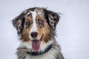 Blue tongue dog