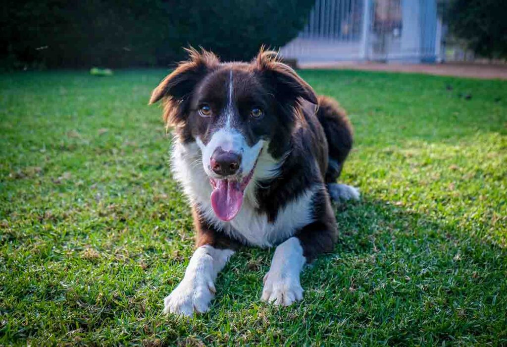 Border Collie