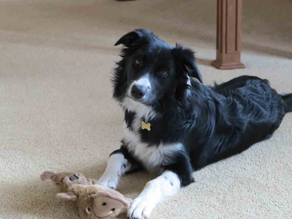 Border collie