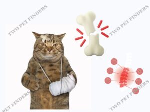 Broken Bones in cat