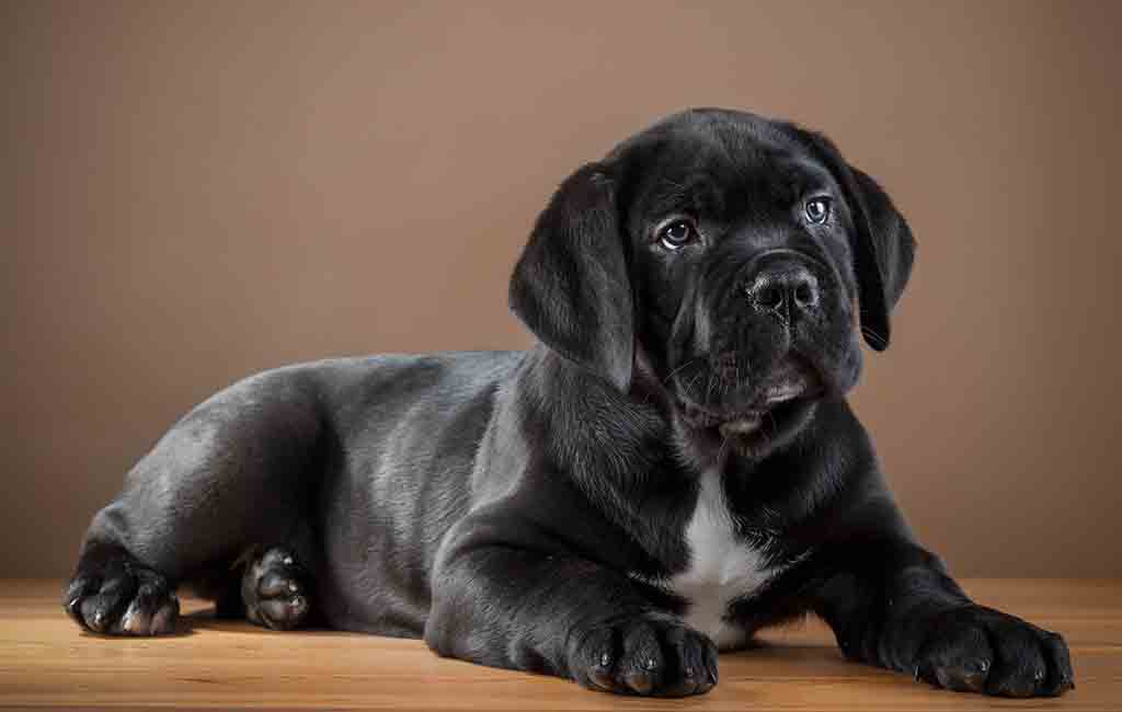 Cane Corso black dog