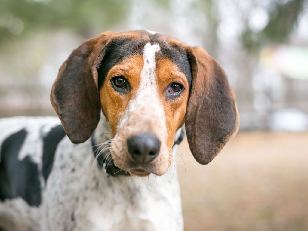 Coonhound