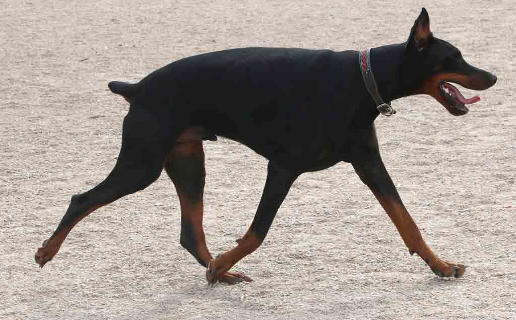 Doberman Pinsche