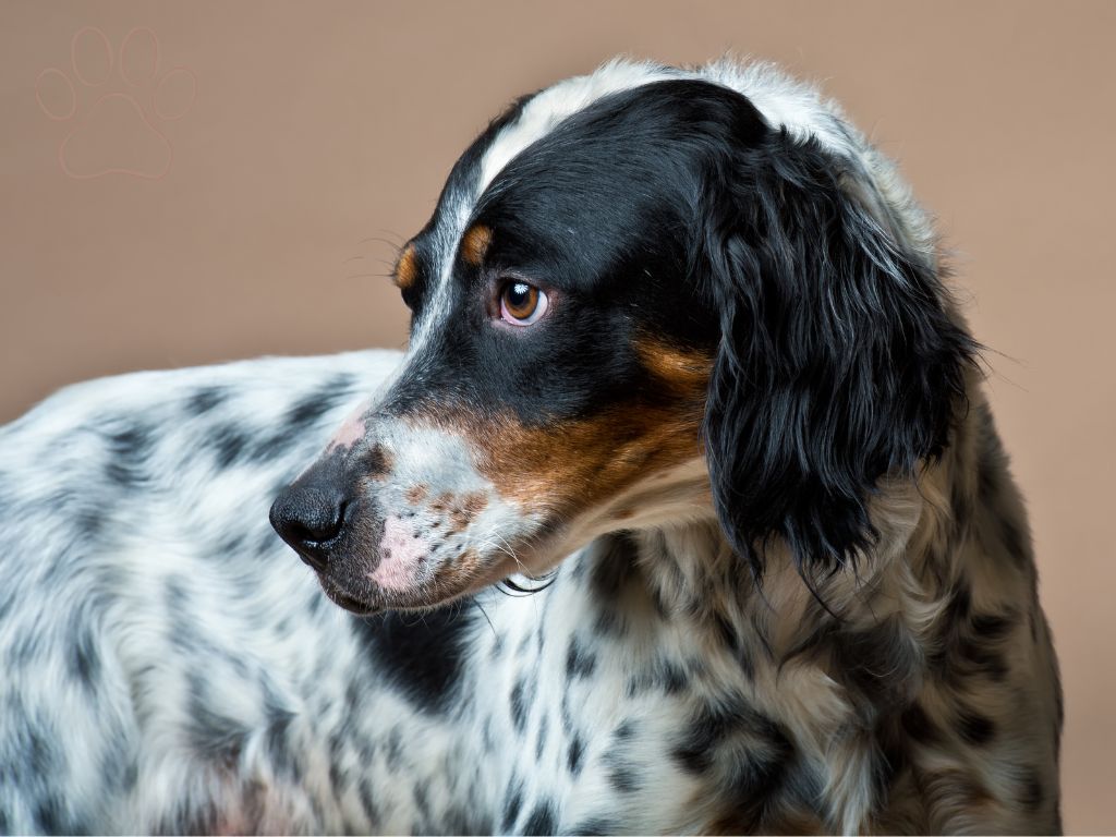 English Setter