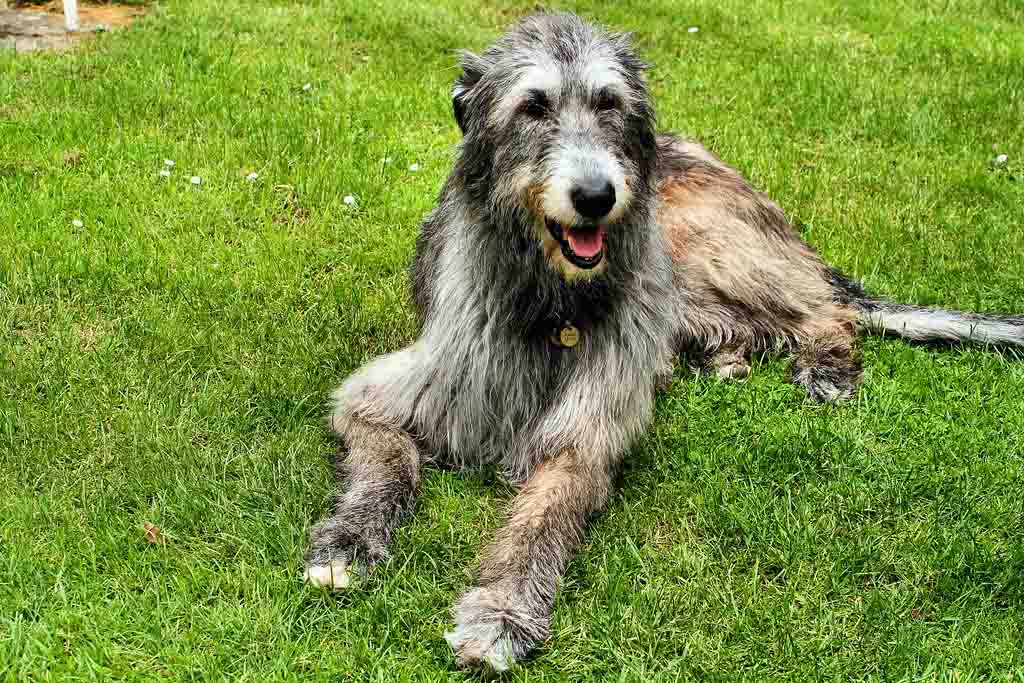 Irish Wolfhounds