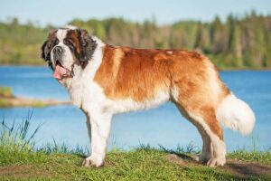 Largest dog breed