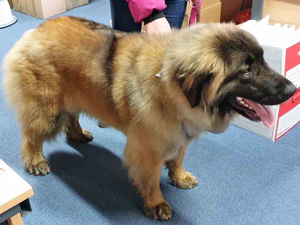 Leonberger