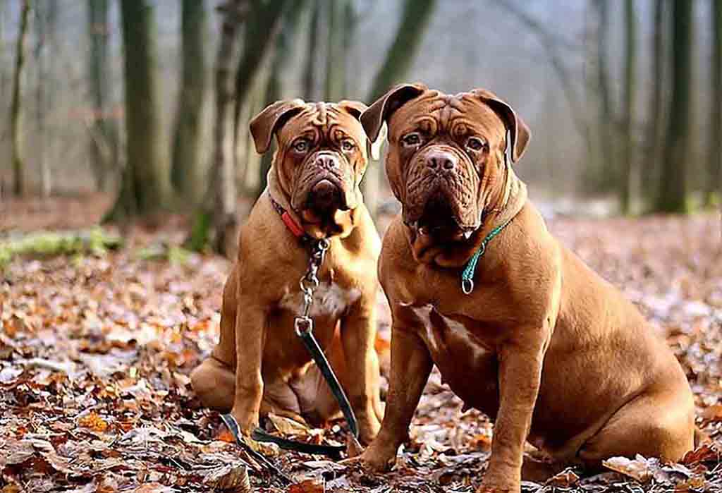 Mastiffs