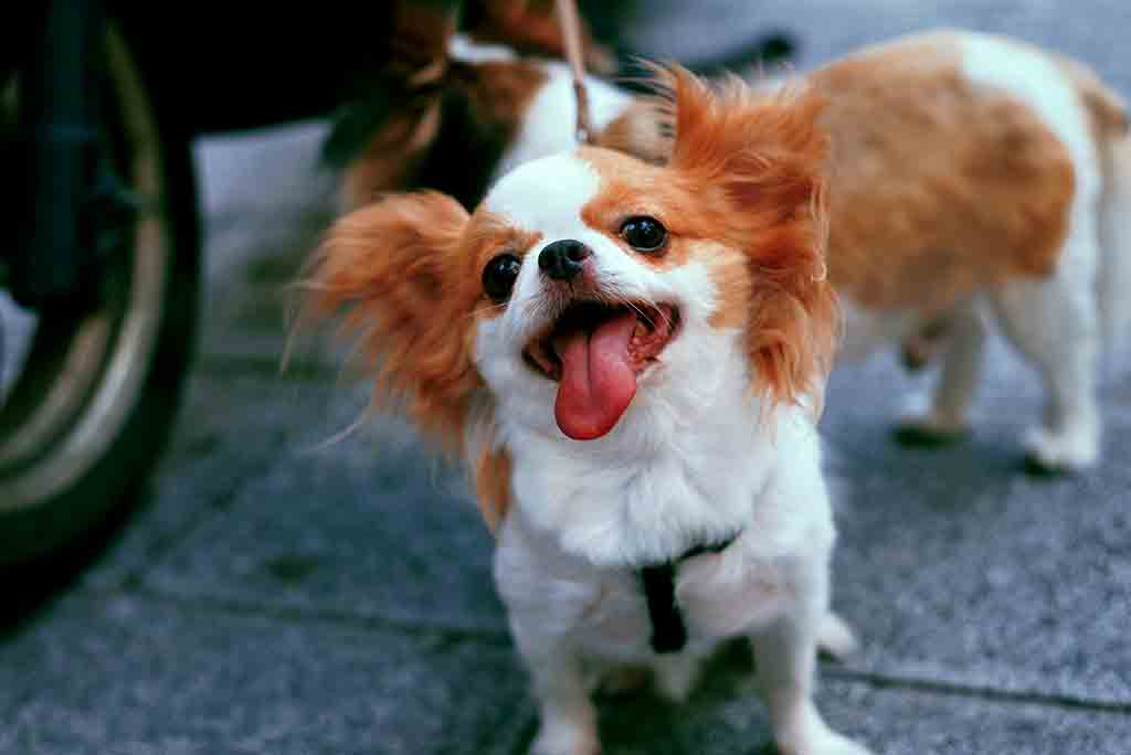 Papillon dog