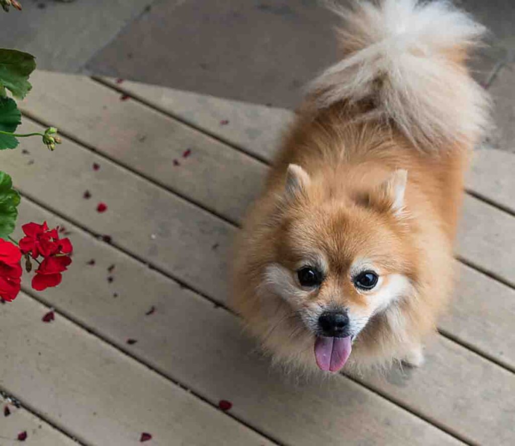 Pomeranian