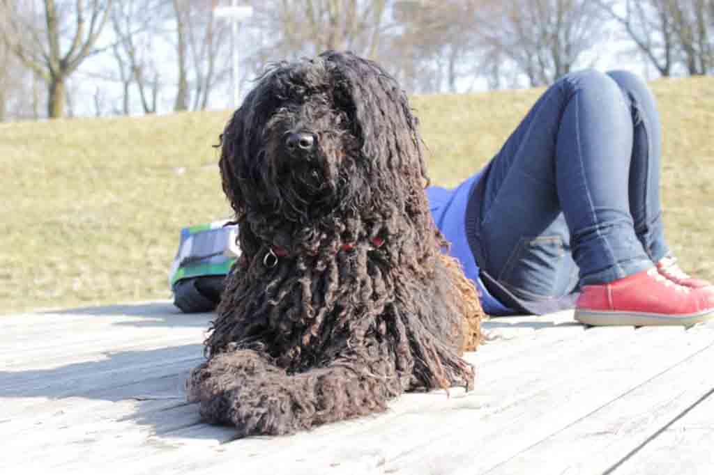 Puli black dog