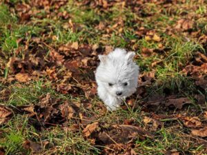 Puppy go for a Walk