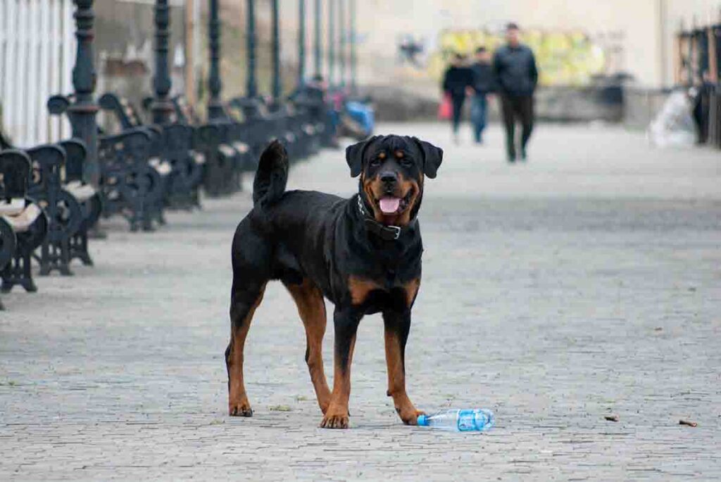 Rottweiler