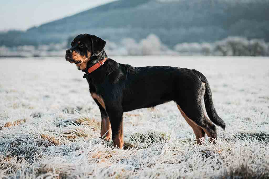 Rottweiler dog