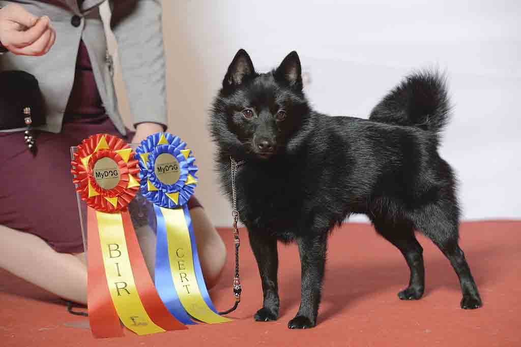 Schipperke