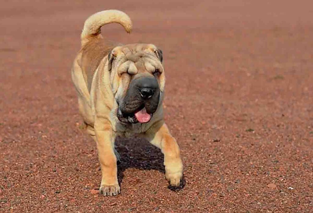 Shar pei