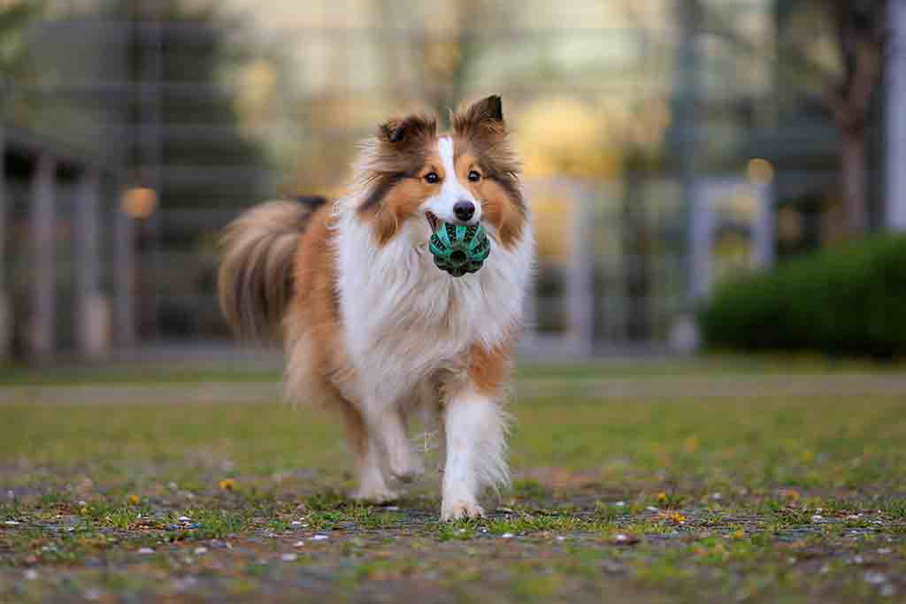 Shetland Sheepdog