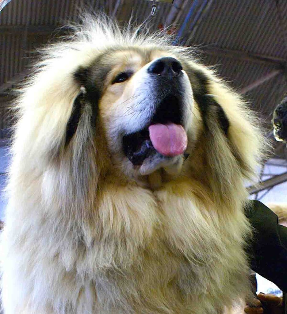 Tibetan_Mastiff