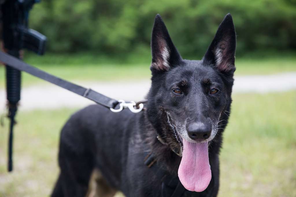 black german shephard