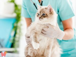 cat Hyperthyroidism