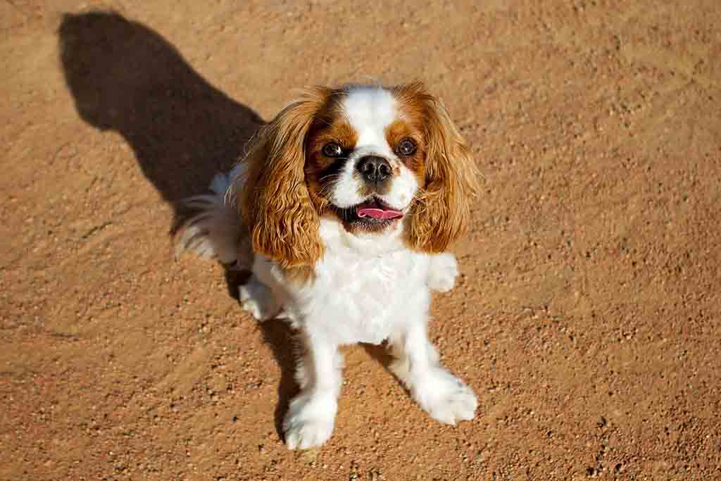 cavapoo dog