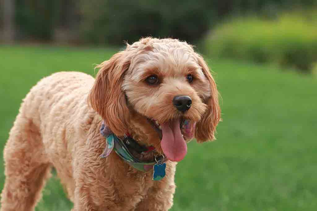 cavapoo