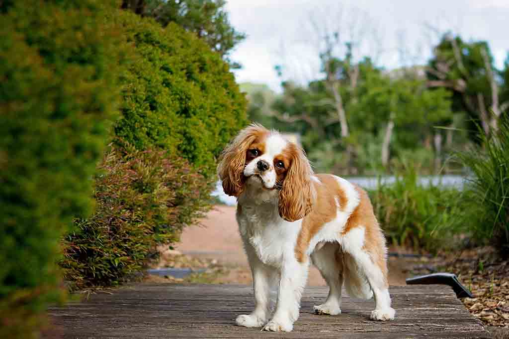 cavapoo