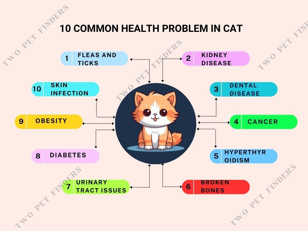 common health problem in cat