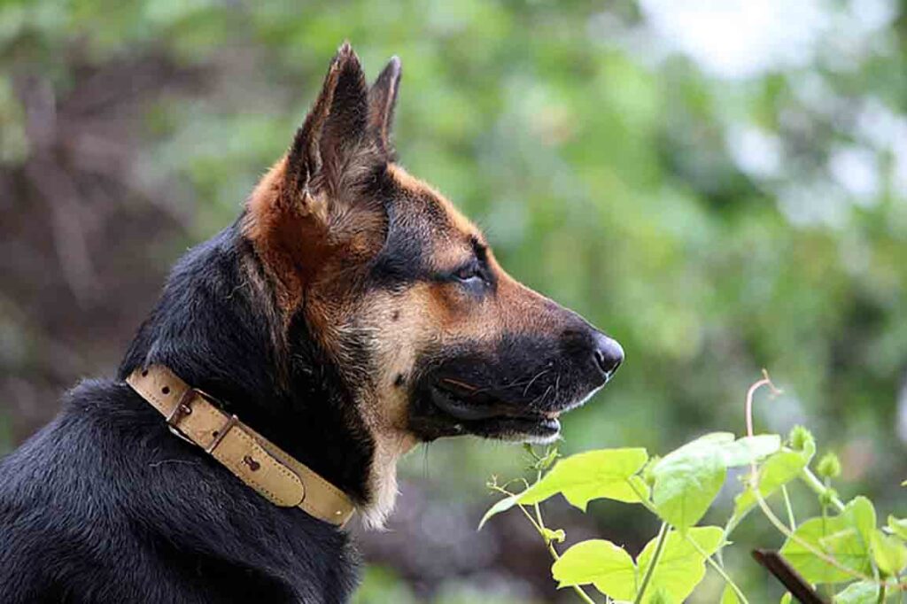 german shepherd