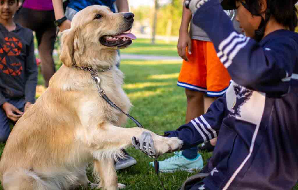 golden retriver smart dog