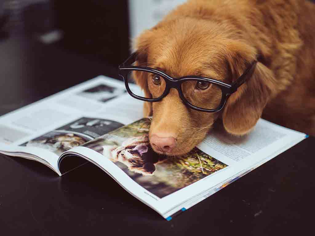 intelligent and smart dog breed