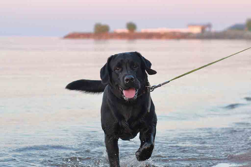 labrador retriever