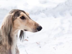 long ears dog