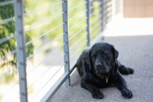 popular black dog breed