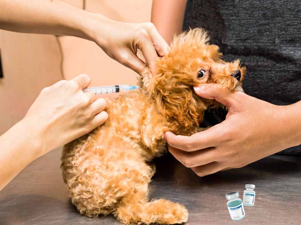 vaccinated puppy