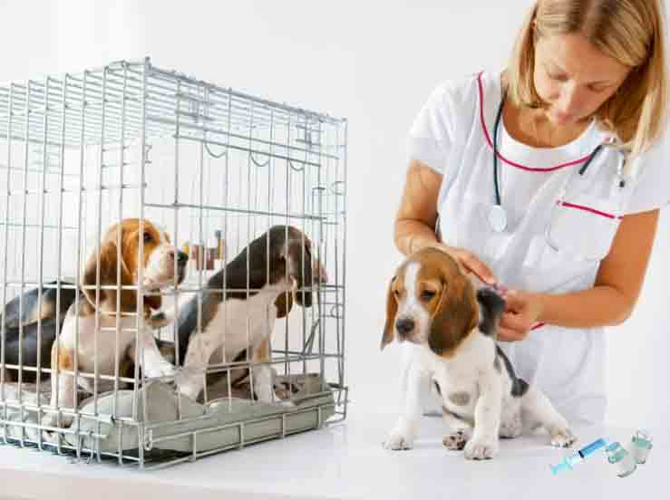 vaccine your puppy