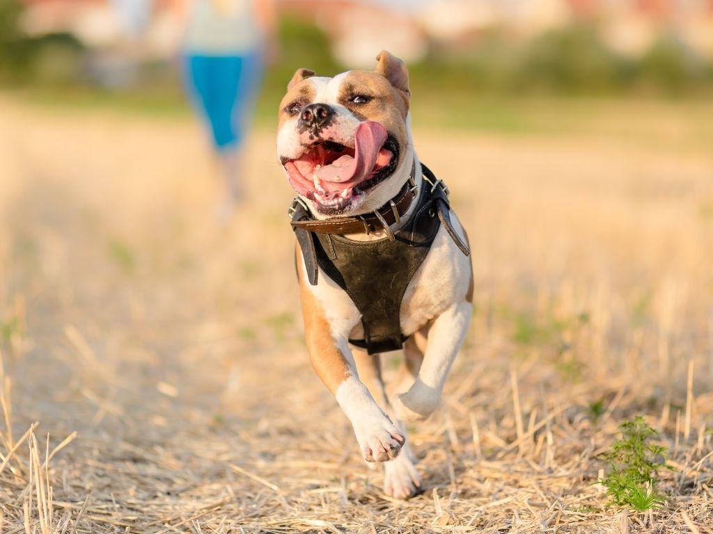 American Staffordshire Terrier runners